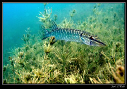 A young pikefish looking for the safe seegrass :-)) by Daniel Strub 